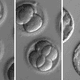 Edited human embryos. Image: OHSYU
